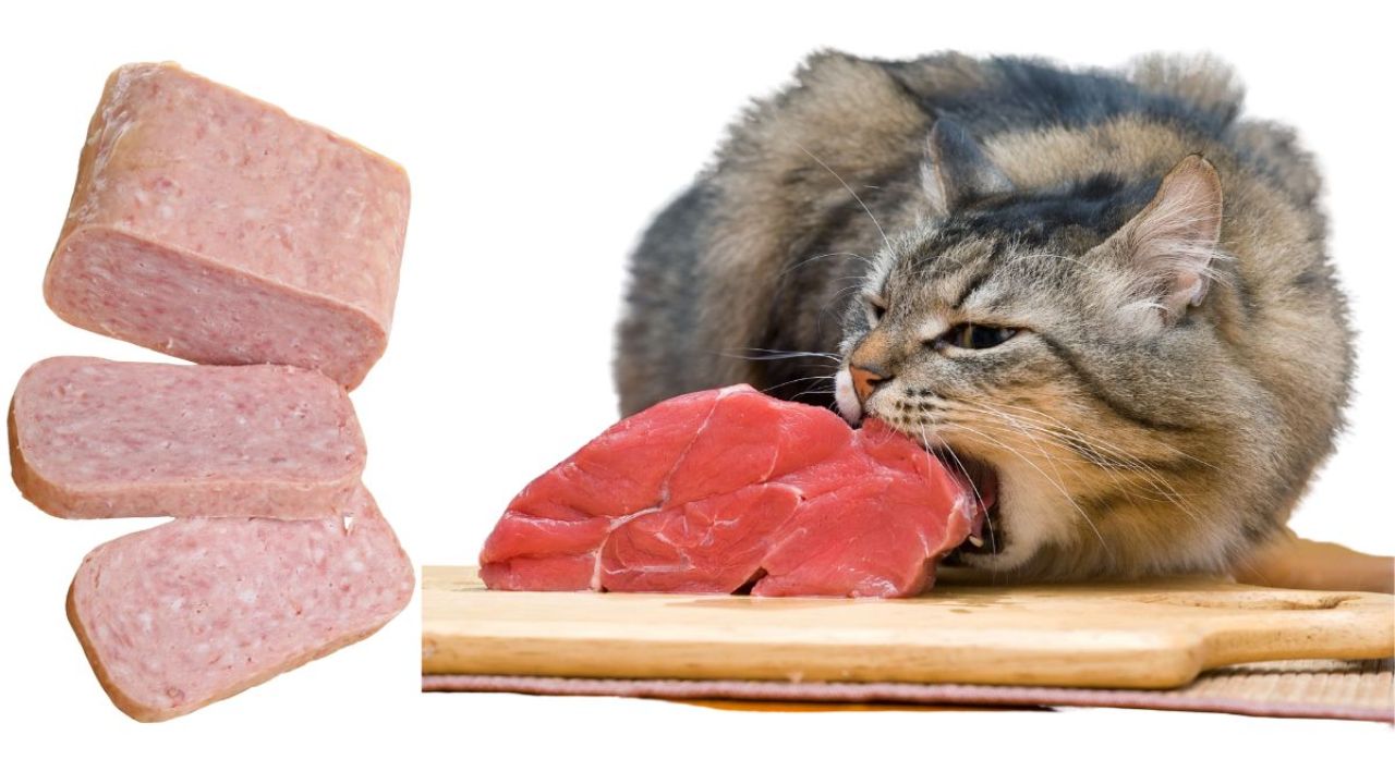 Can Cats Eat Spam?