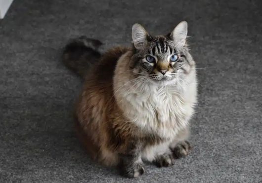 Maine Coon