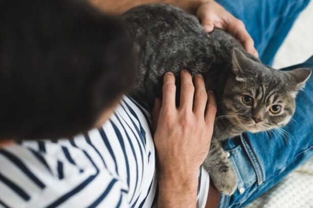 Cat Sit On Me