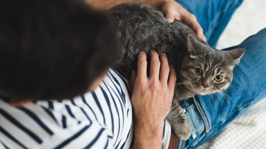 Cat Sit On Me