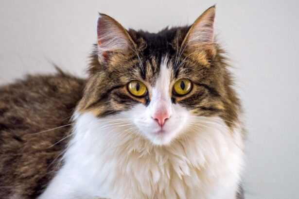 Maine Coon