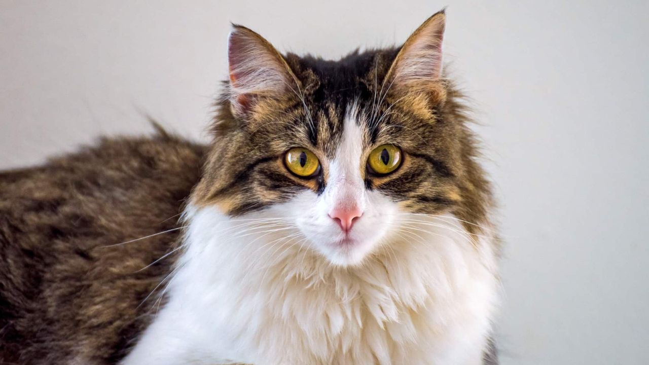 Maine Coon