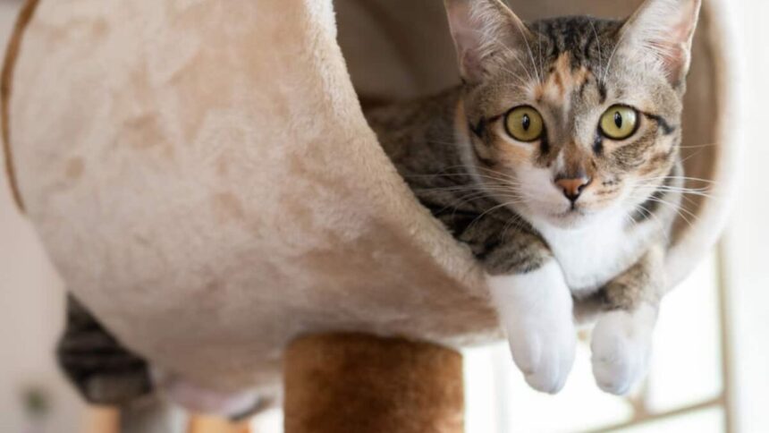 Cat Boarding
