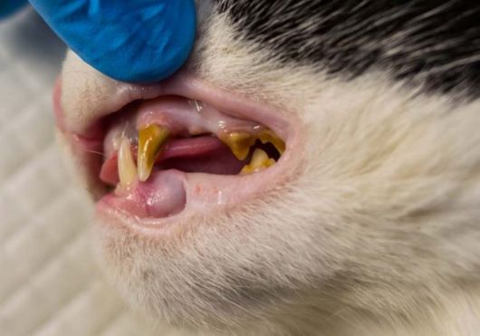 Cat Tooth Extraction