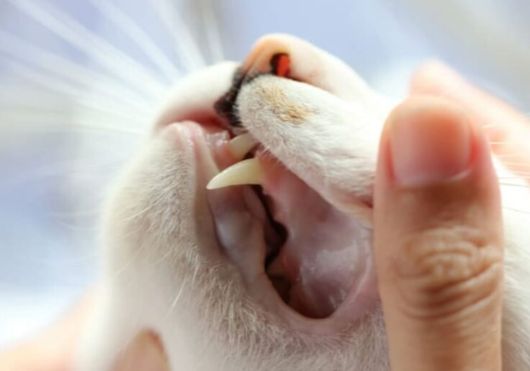 Cat After Teeth Extraction