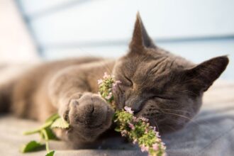 What Is Catnip