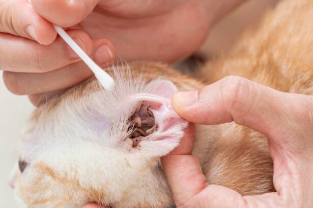Ear Mites In Cats