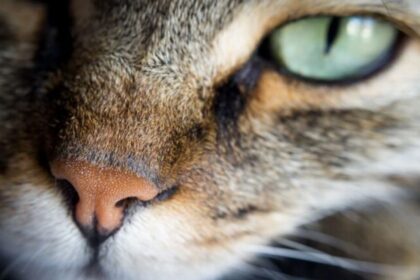 Dry Nose In Cats