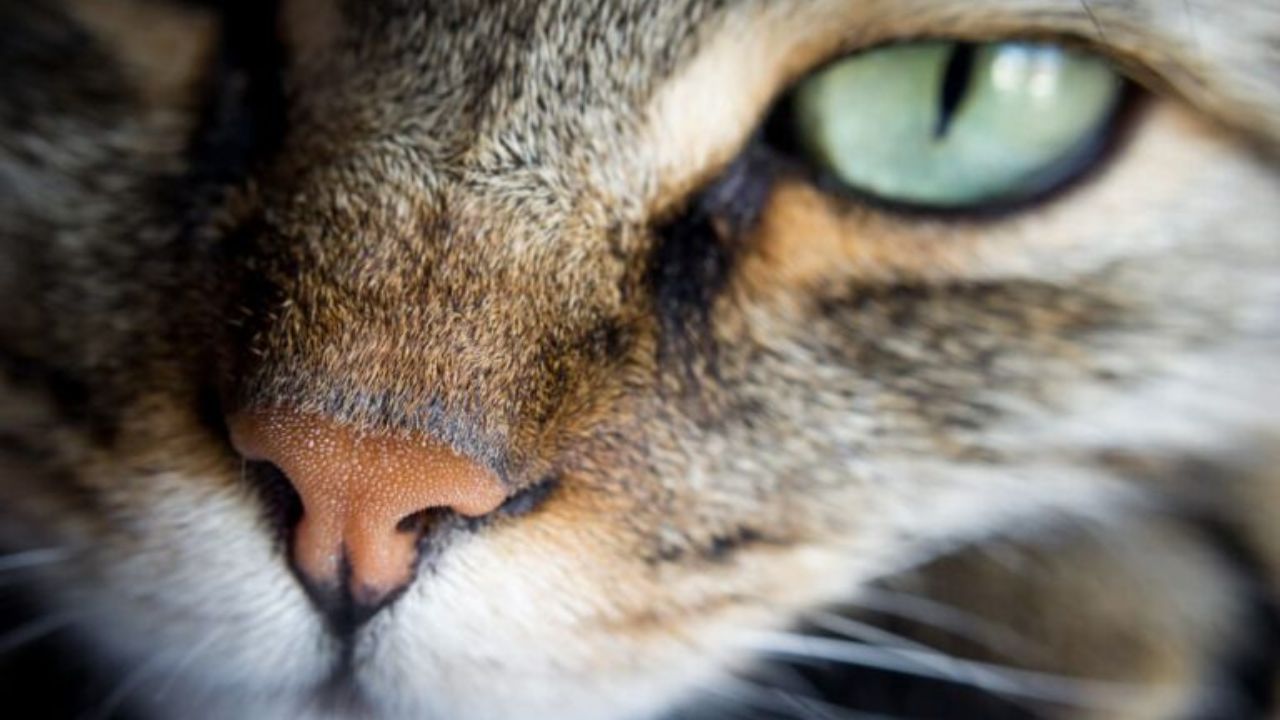 Dry Nose In Cats