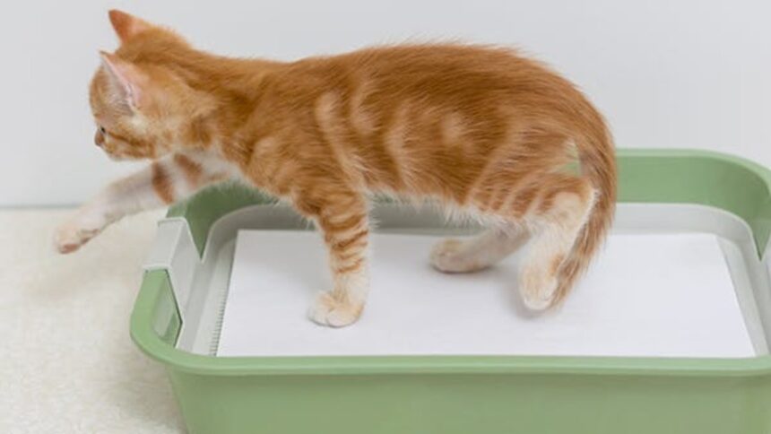 Frequent Urination in Cats