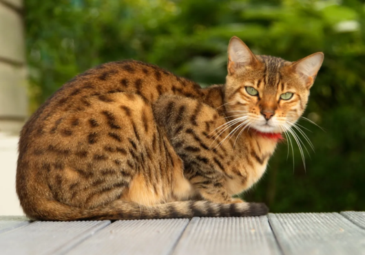 What To Feed a Bengal Cat