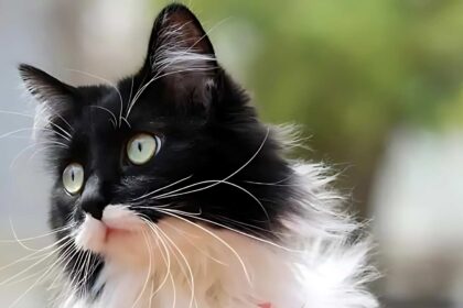 14 Fascinating Facts About Tuxedo Cats