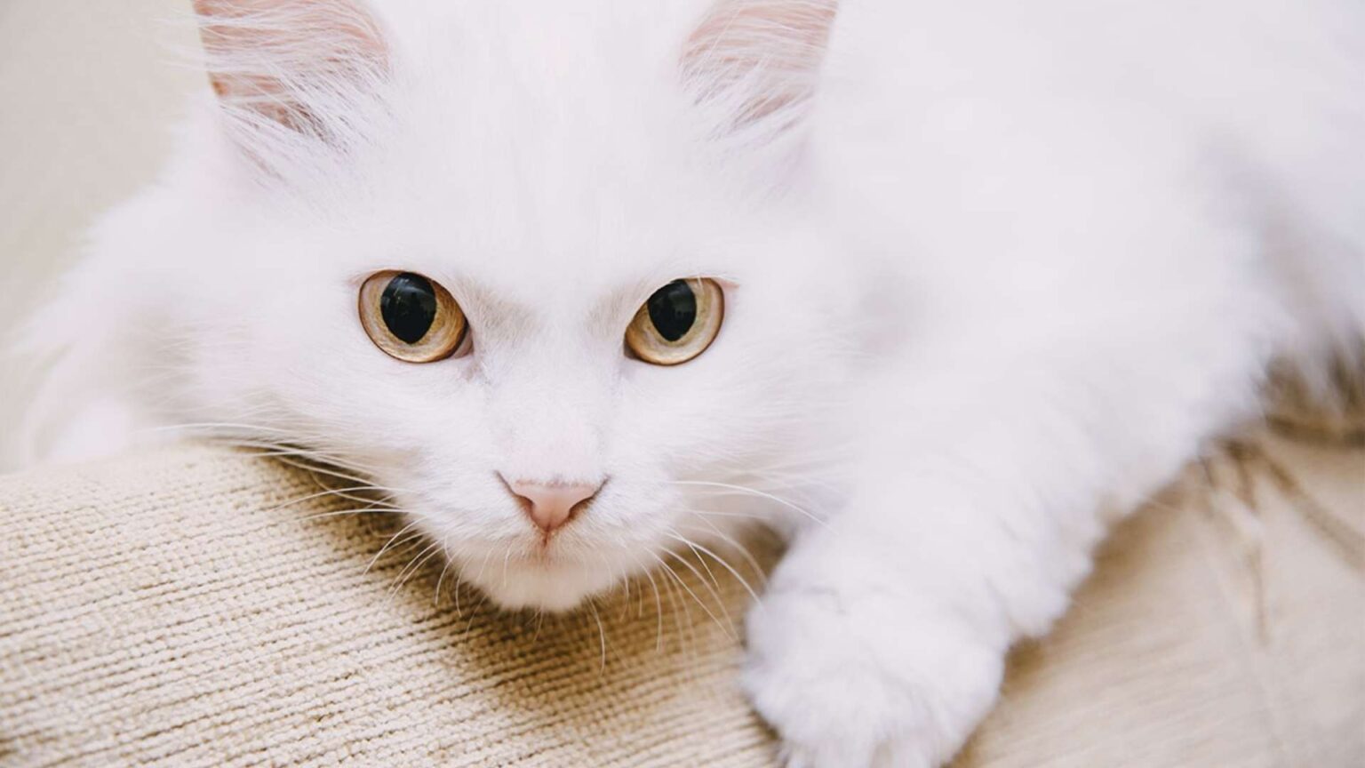 21 White Cat Breeds You Need to Know