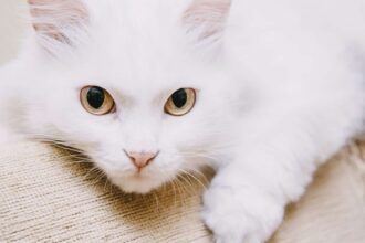 21 White Cat Breeds You Need to Know