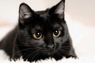 Black Cat Names: From Classic to Cool – The Ultimate Naming Guide for Your Feline Friend