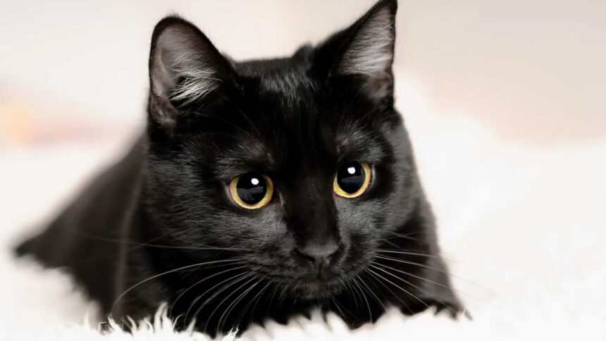Black Cat Names: From Classic to Cool – The Ultimate Naming Guide for Your Feline Friend