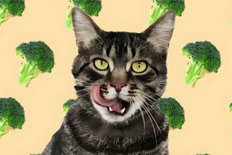 Can Cats Eat Broccoli? Vet-Reviewed Nutritional Facts & FAQ