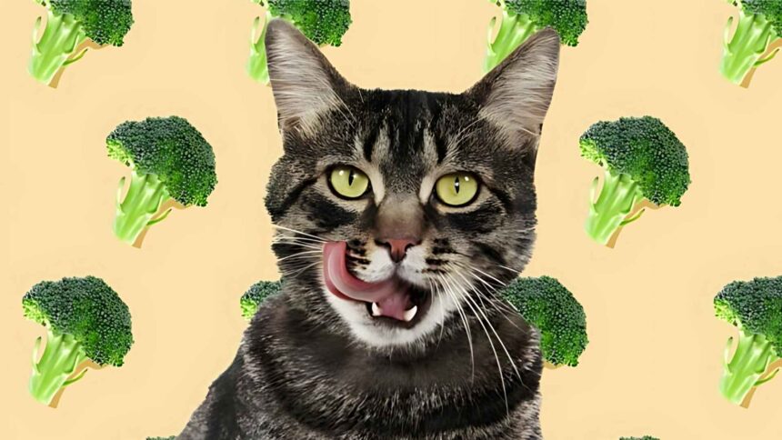Can Cats Eat Broccoli? Vet-Reviewed Nutritional Facts & FAQ