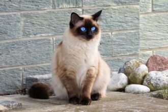 Do Siamese Cats Behave the Same Way as Normal Cats? Why Should You Own One?