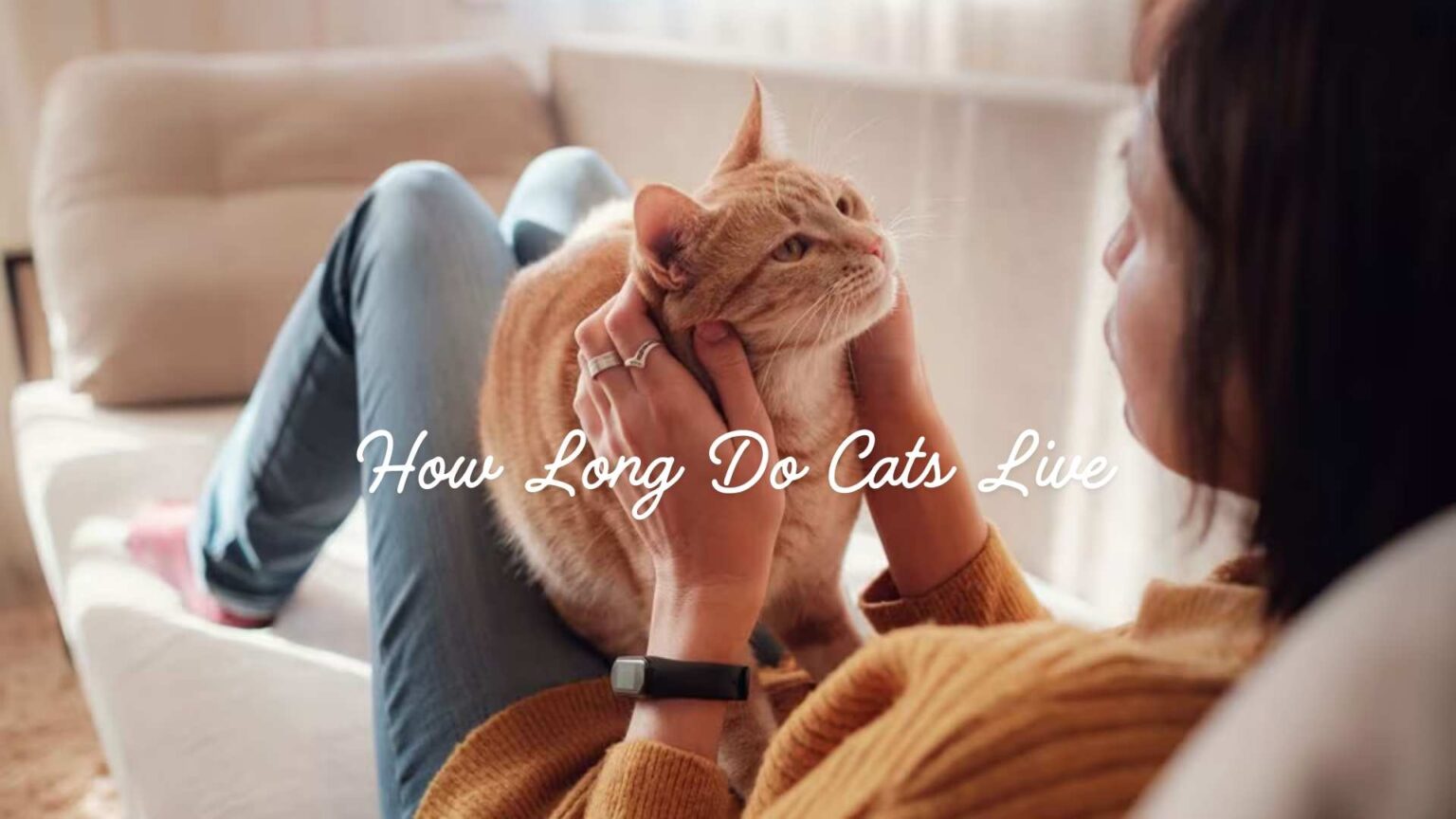 How Long Do Cats Live? A Comprehensive Guide to Feline Lifespan