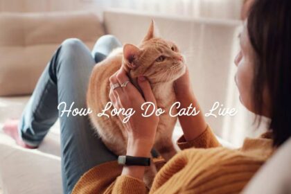 How Long Do Cats Live? A Comprehensive Guide to Feline Lifespan