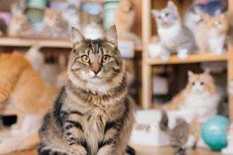 How to Find a Good Cat Shop in the United States?