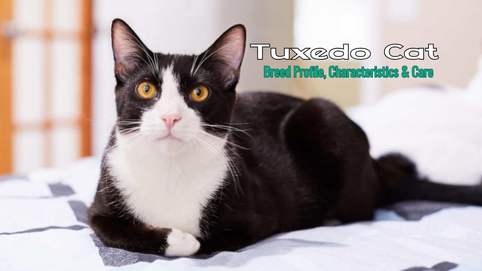 Tuxedo Cat: Breed Profile, Characteristics & Care