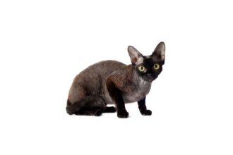 Devon Rex Cat