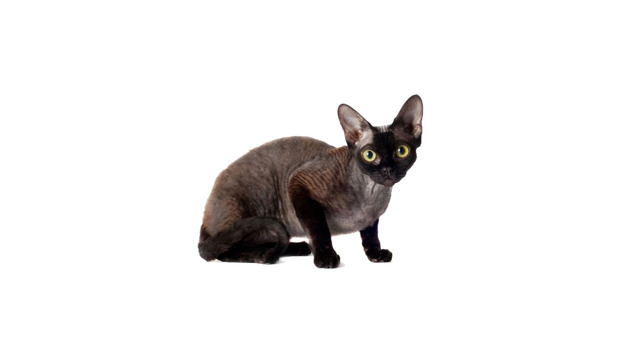 Devon Rex Cat