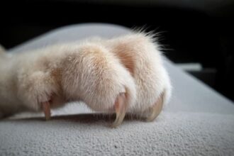 Cat Claws
