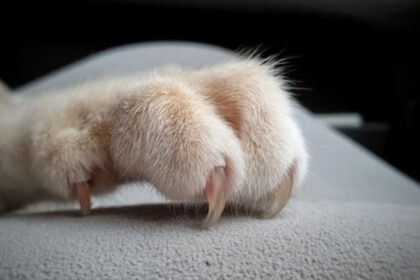 Cat Claws