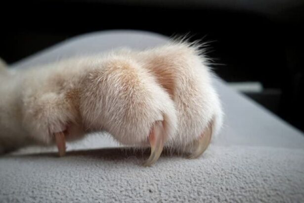 Cat Claws