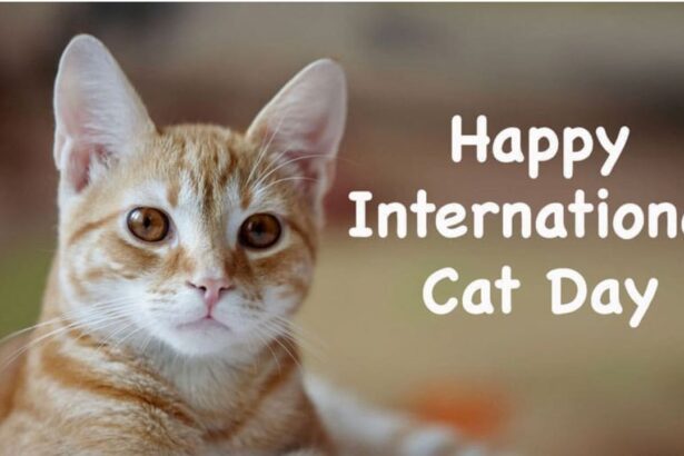 National Cat Day 2025