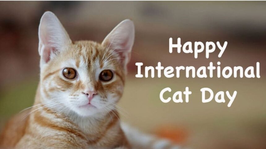 National Cat Day 2025