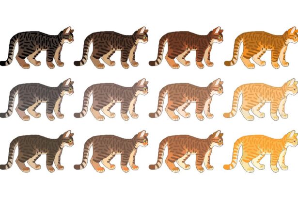 Tabby Cat