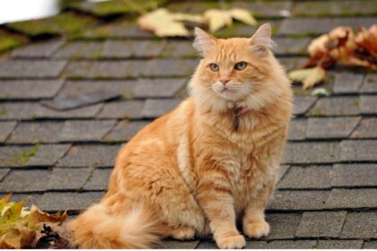 Cat Sitting