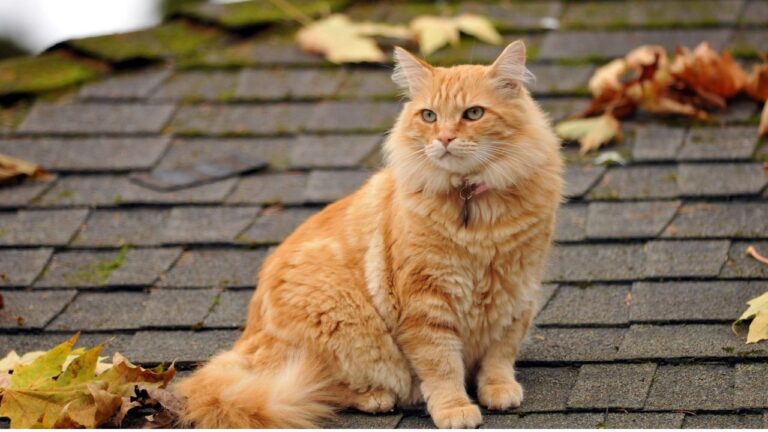 Cat Sitting