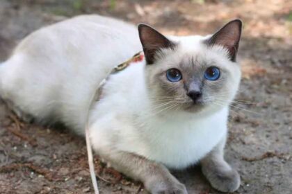 Types of Siamese Cats