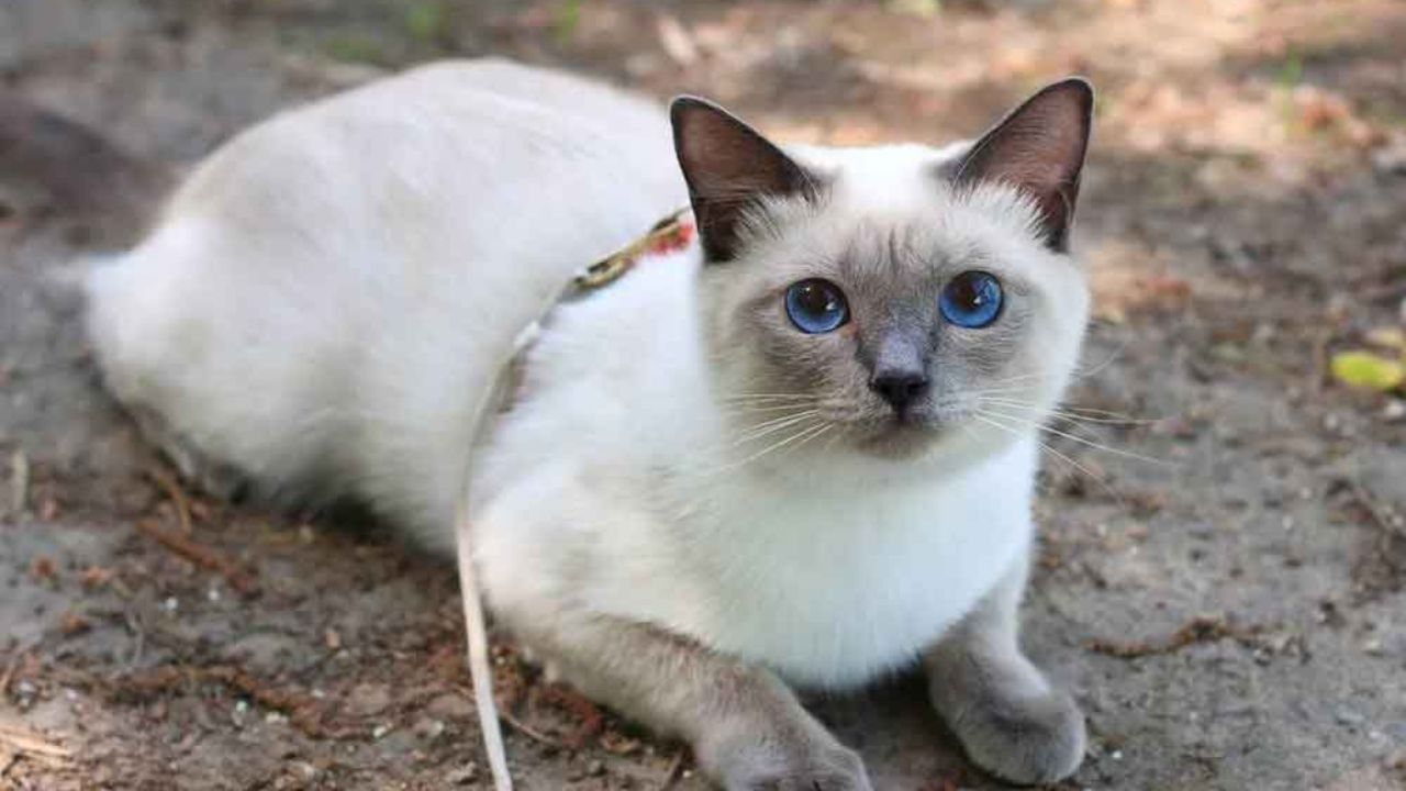 Types of Siamese Cats