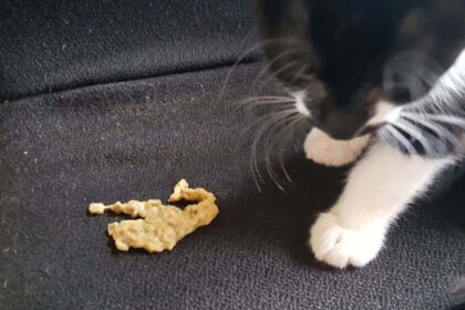Cat Vomit Color