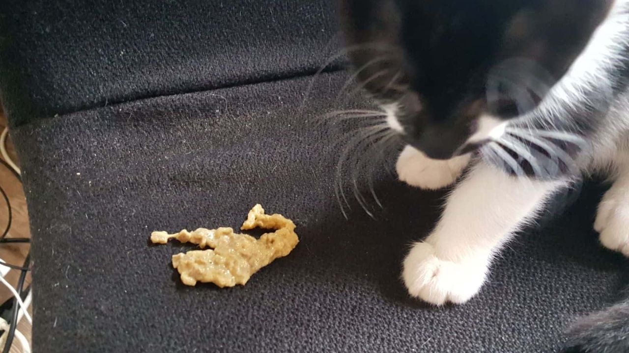Cat Vomit Color