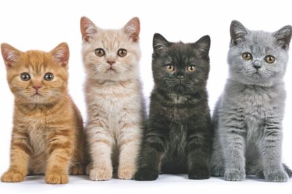 Cat Colors