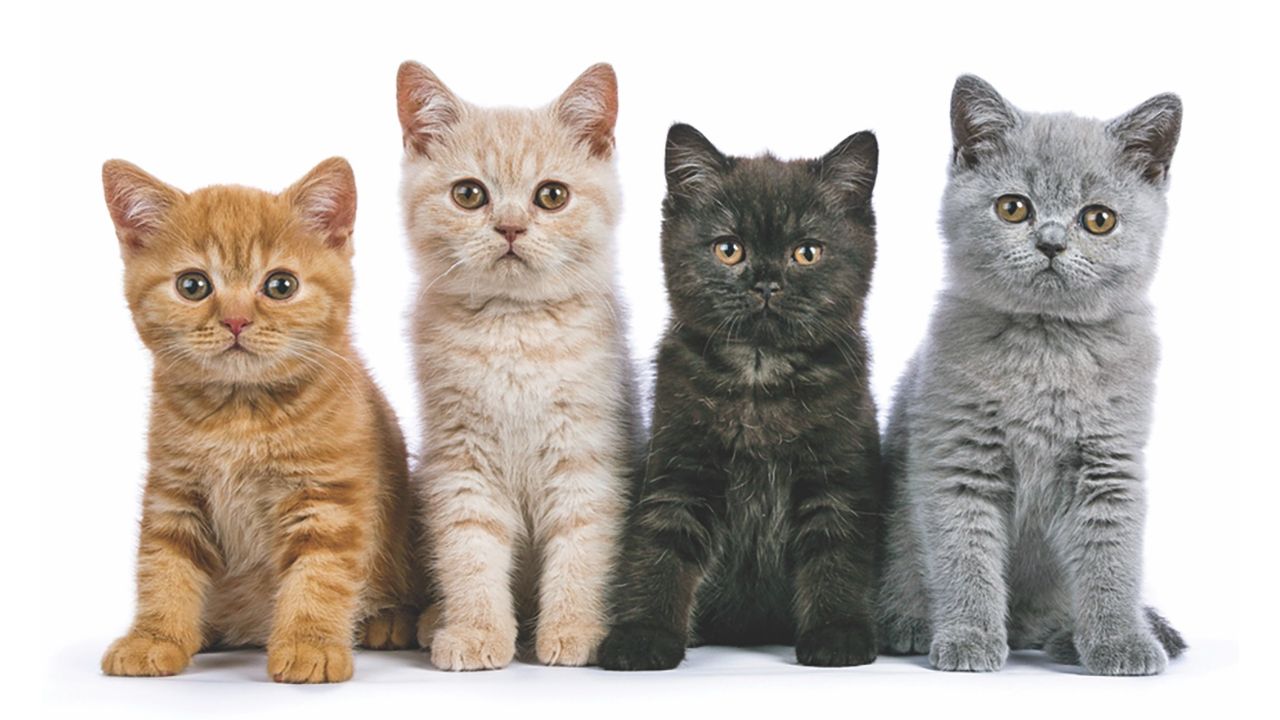 Cat Colors