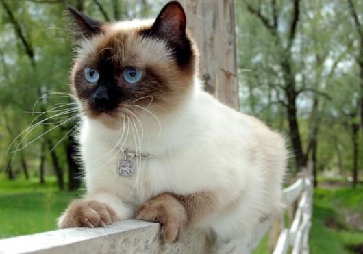 Types of Siamese Cats