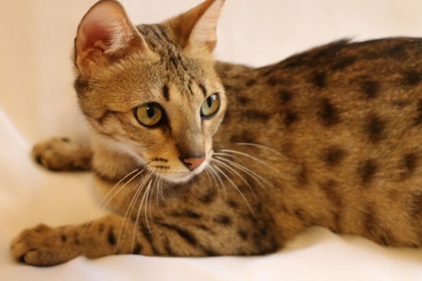 Savannah Cats