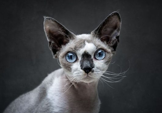 Devon Rex Cat