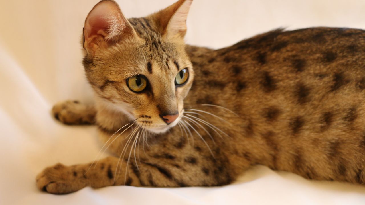 Savannah Cats