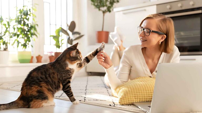 Vets For Kitten Care Basics vs Complete Care Plus Health Plan