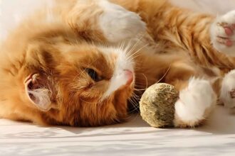 What Are CatNip Balls? Everything You Need to Know