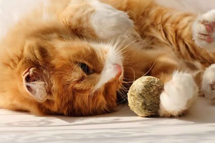 What Are CatNip Balls? Everything You Need to Know